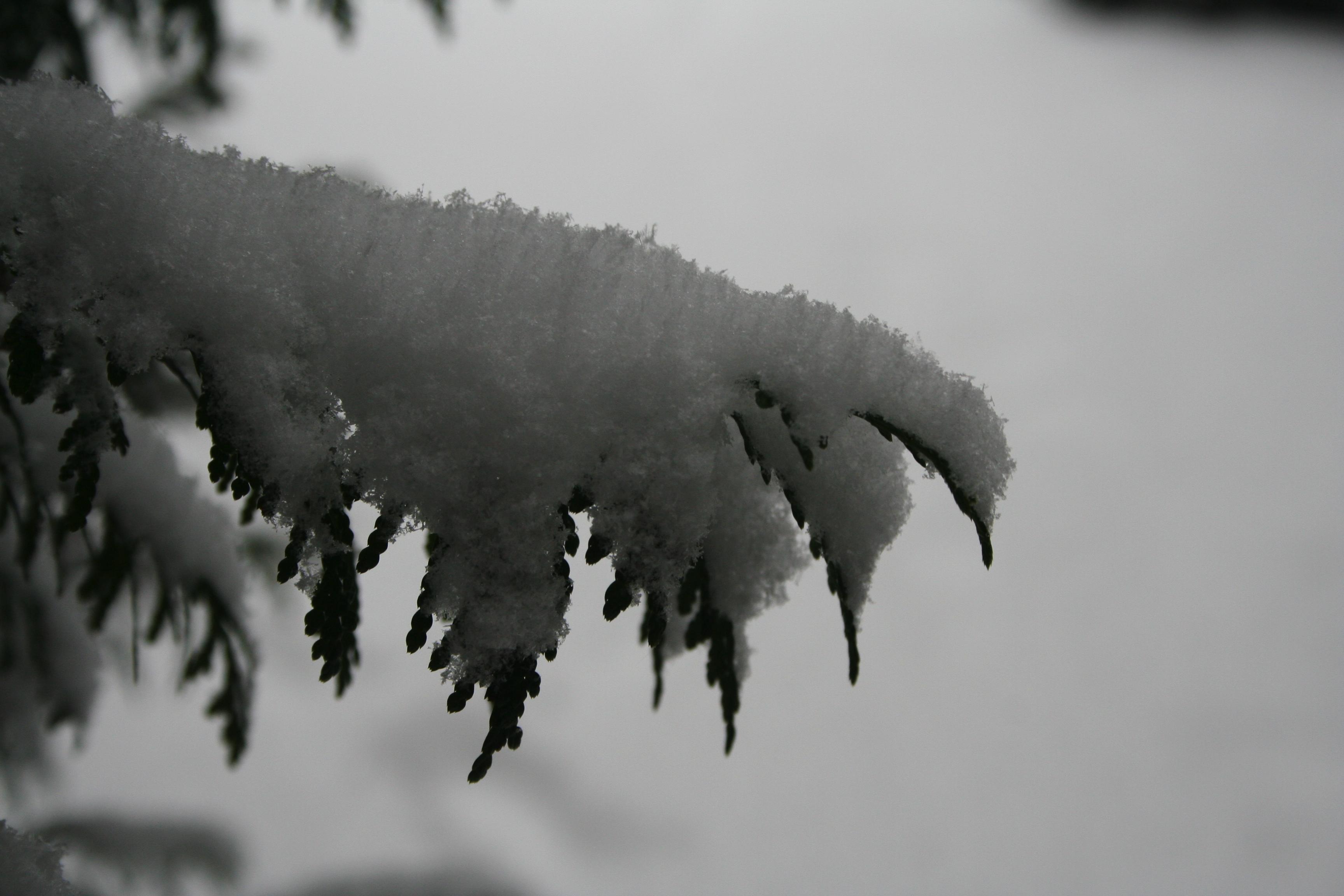 Winter in Lijnden 2011